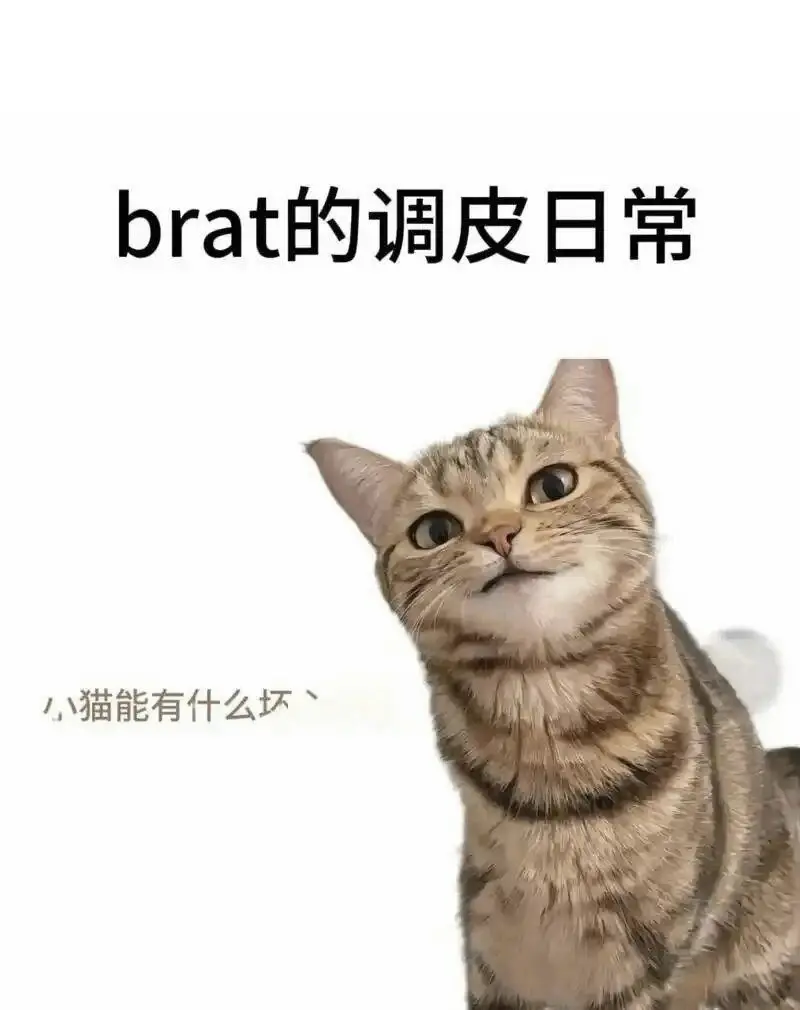 西檬之家-BDSM字母圈K8猫系是什么意思？